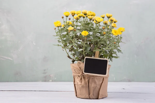 Piękne kwiaty w doniczce z pustą wiadomość karty — Zdjęcie stockowe