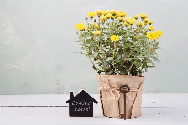 Evim güzel evim - mesaj kart ile tencerede güzel çiçekler — Stok fotoğraf