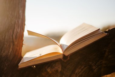 Ağaç üzerinde açık kitap