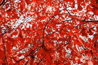 sonbahar yaprakları arka plan