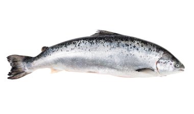 Atlantik somon beyaz kırpma yolu ile izole 