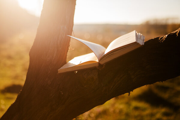 Open book on tree branch under sunbeams