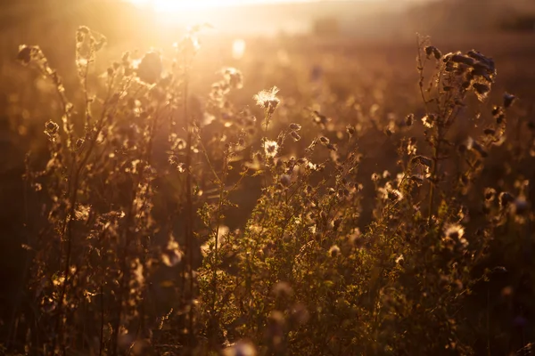 Autumn grass on sunset — Stock Photo, Image