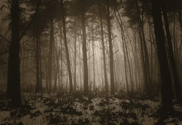Floresta nebulosa de inverno com nevoeiro — Fotografia de Stock