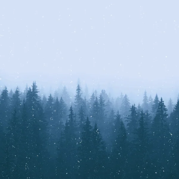 눈덮인 겨울 소나무 숲 — 스톡 사진
