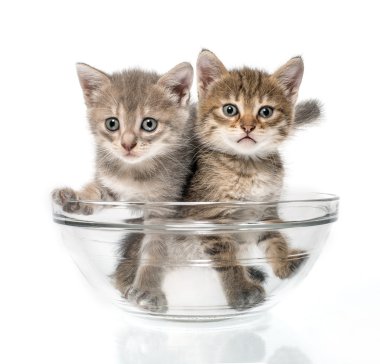 beyaz üzerine iki yavru kedi