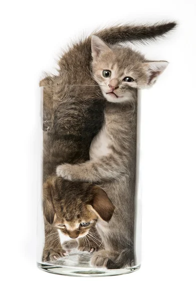 Gatinhos engraçados Fotografia De Stock