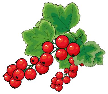 Redcurrants berries clipart