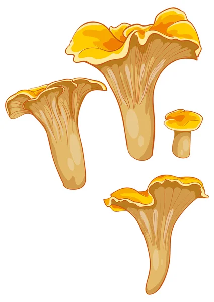 Cogumelos chanterelle —  Vetores de Stock