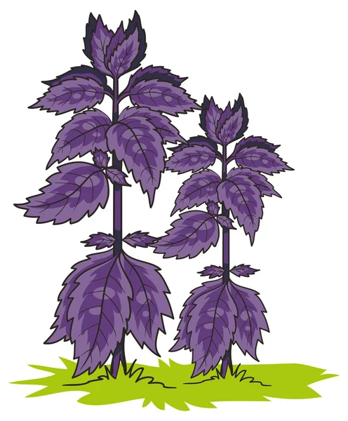 スパイスの植物 — ストックベクタ