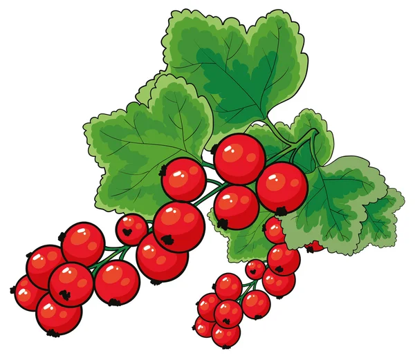 Ягоды красной смородины — стоковый вектор
