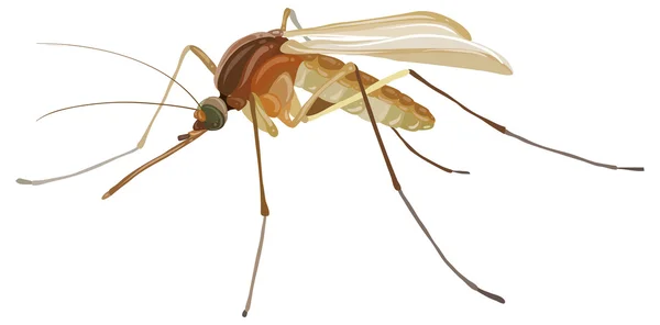 Getekende Mosquito — Stockvector