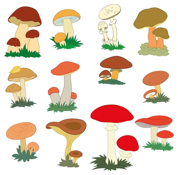 Mushrooms collection — Stock Vector