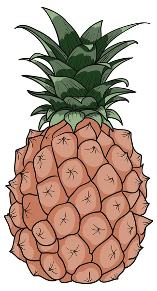 Kleur ananas — Stockvector