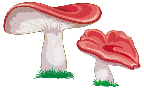 Boletus mantar — Stok Vektör