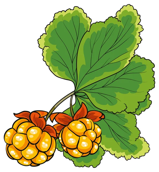 Желтые ягоды — стоковый вектор