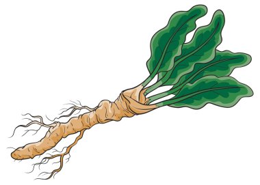 Horseradish kök çizimi