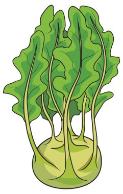 Taze sarımsak çizimi