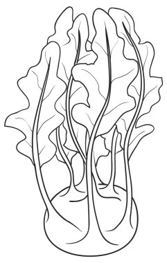 Sarımsak kroki çizimi