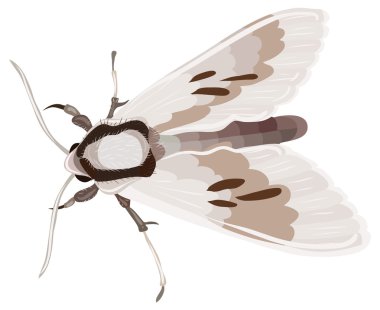 İllüstrasyon karikatür güve