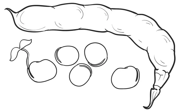 Illustrazione schizzo di fagioli — Vettoriale Stock