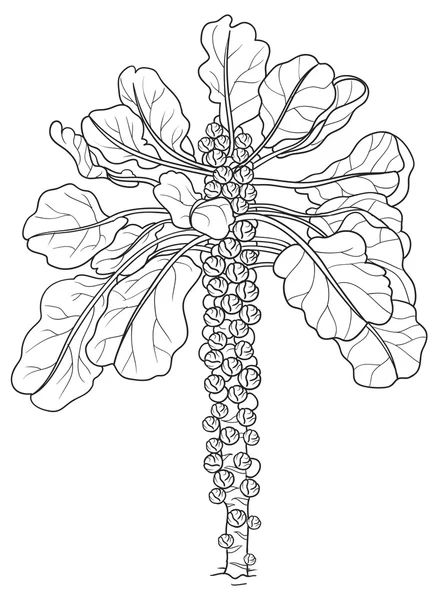 Ілюстрація Брюссельська капуста — стоковий вектор