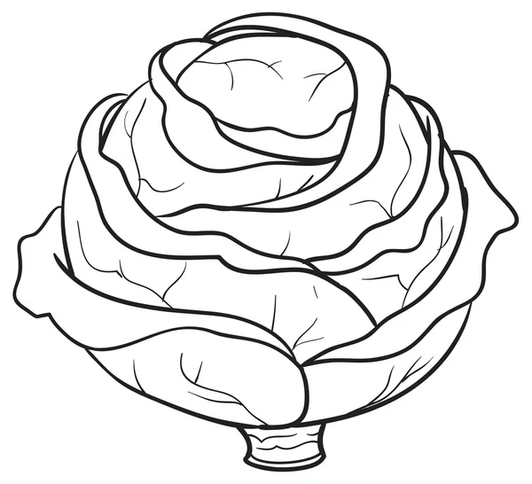 Ескізна ілюстрація капусти — стоковий вектор