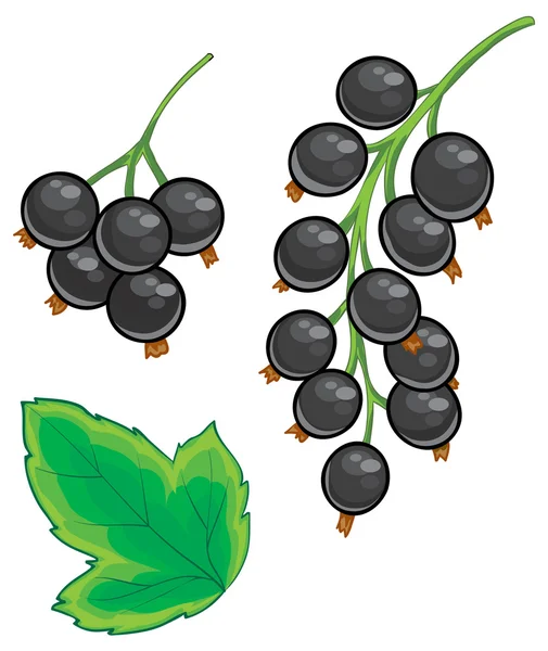 Illustrazione bacche di ribes nero — Vettoriale Stock