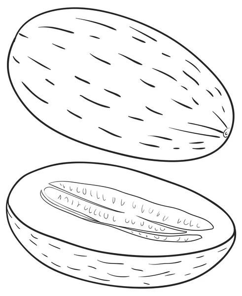 Sketch illustration of Melon — Stock Vector
