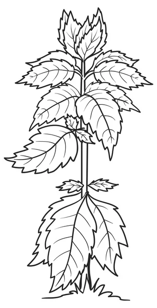 Ескіз ілюстрація кропиви — стоковий вектор