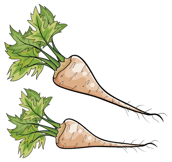 Ilustração das raízes de Parsnip — Vetor de Stock