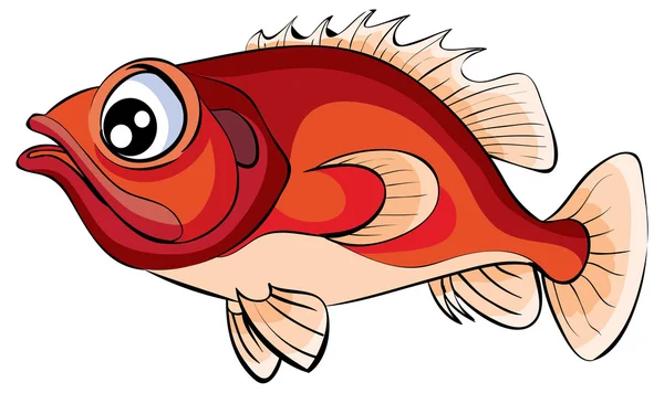 Sea bass fish — Stock Vector