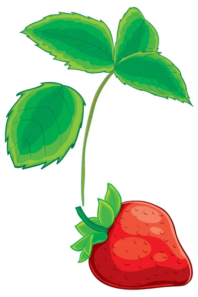 신선한 딸기 그림 — 스톡 벡터