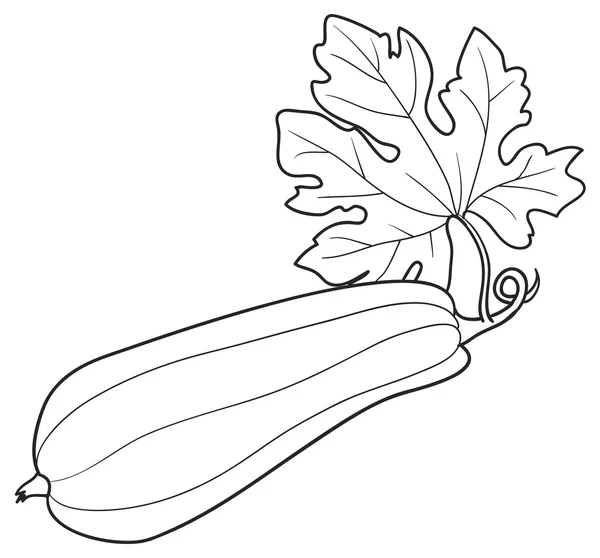 Zucchine disegnate a mano — Vettoriale Stock