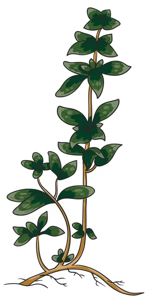 Illustration of Marjoram herb — Stock Vector