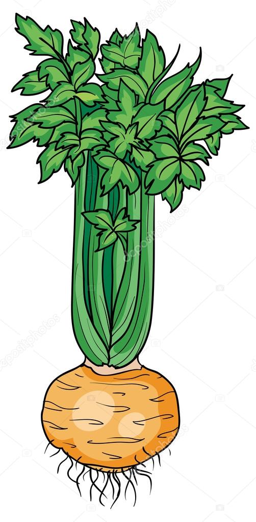 Illustration of Celery root