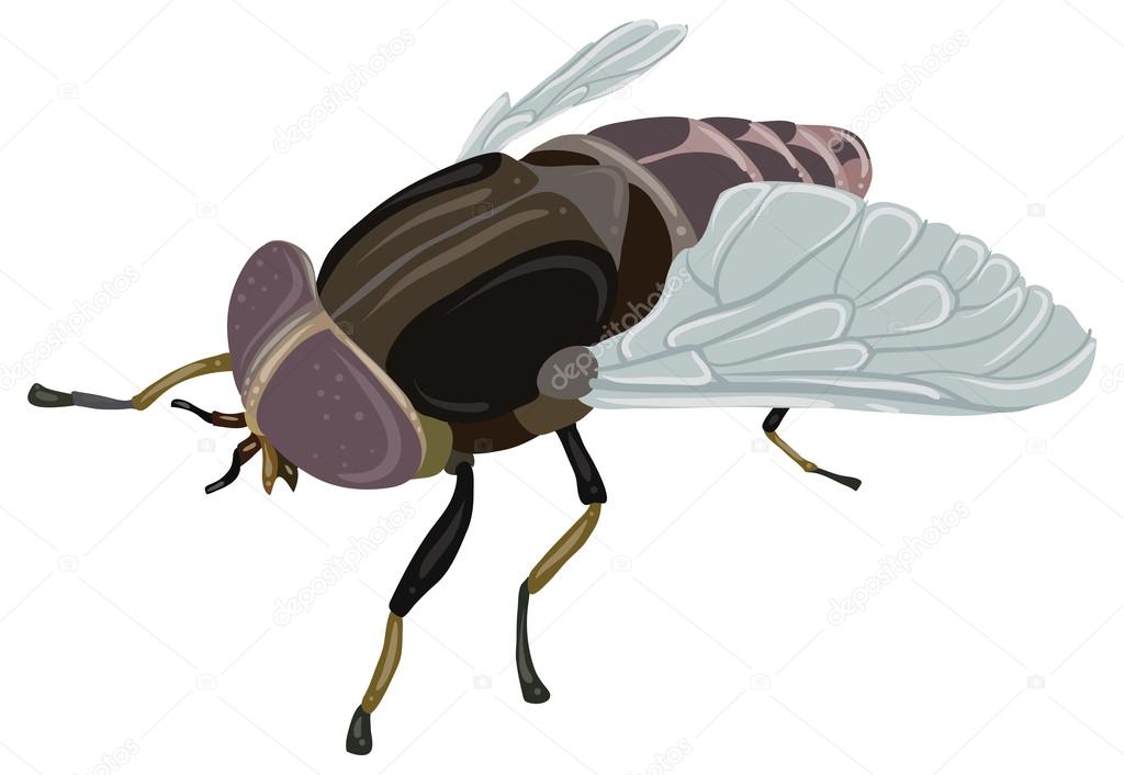 Illustration of cartoon Gadfly