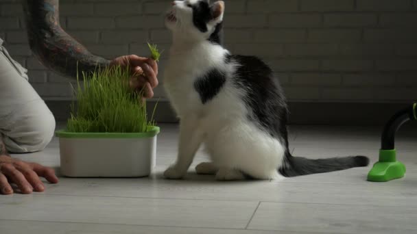 Kollarında dövmeleri olan vejetaryen bir adam kedisini yeşil buğdayla besler. — Stok video