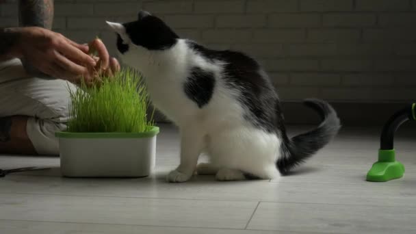 Um homem vegan com tatuagens em seus braços alimenta um gato verde brotou trigo — Vídeo de Stock