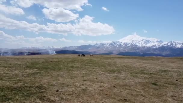 Wildpferde grasen auf einem Hügel mit Blick auf die Bergkette des Kaukasus Elbrus fliegen mit einer Drohne — Stockvideo