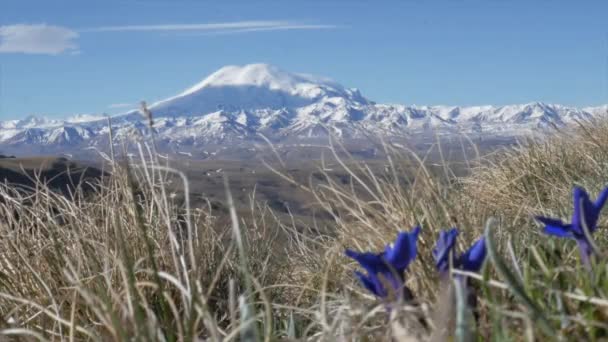 Ein männlicher Touristenreisender auf einem Hügel mit Blick auf die Bergkette des Kaukasus Elbrus wandert am Berghang entlang vor dem Hintergrund leuchtender Blüten von Pflanzen — Stockvideo