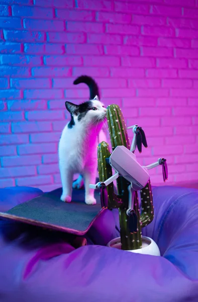 a cat sniffs a quadrocopter that hangs on a cactus in the house in neon light a cool creative picture