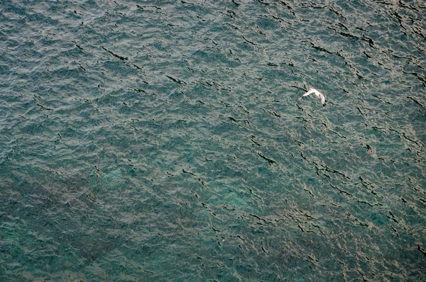 Seagull over ocean — Stock Photo, Image