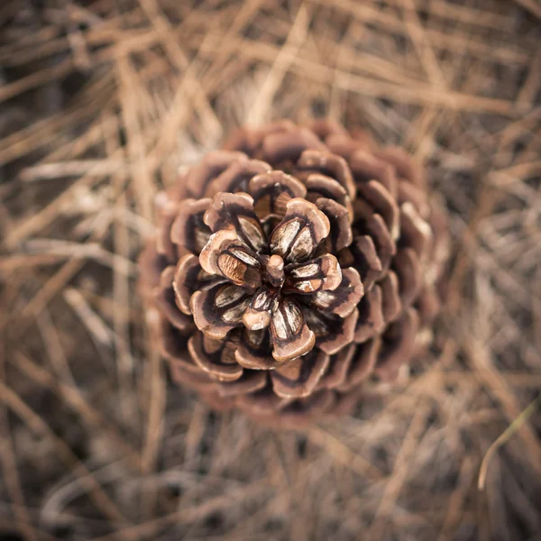 Cone de pinheiro profundidade rasa — Fotografia de Stock