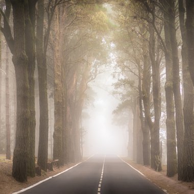 Orman yolu üzerinde yoğun bir sis