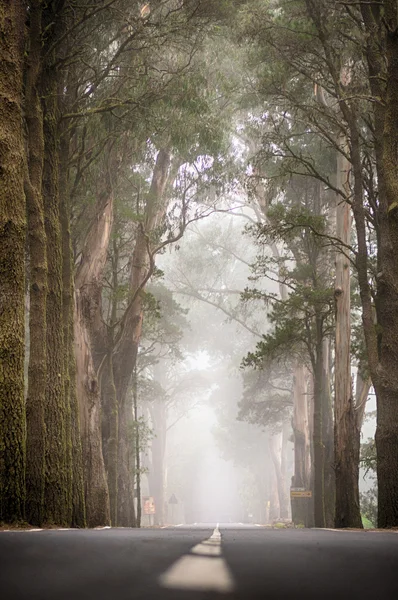 Route vide dans la forêt — Photo