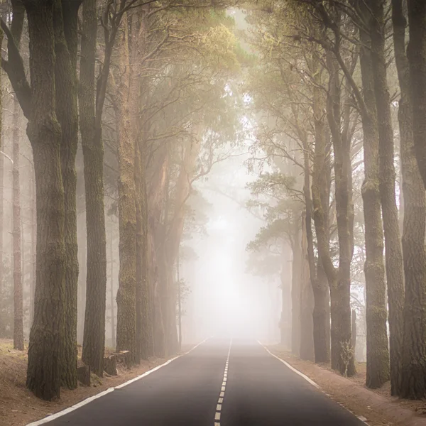 Heavy fog on forest road — Stock Photo, Image