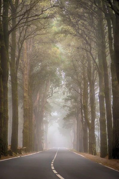 Camino en el bosque de La Esperanza — Foto de Stock