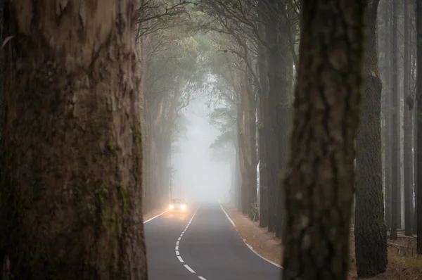 Αυτοκίνητο στην ομίχλη — Φωτογραφία Αρχείου