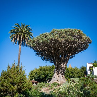 bin yıllık drago ağaç